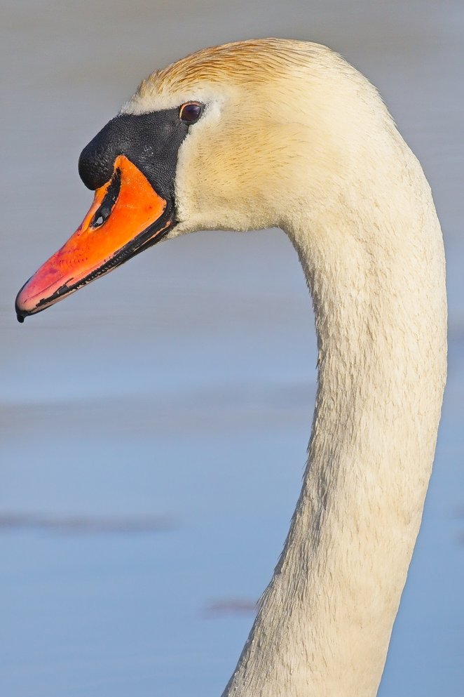 A close-up portrait of a mute swan showing its head and long curved neck against a soft blurred blue-gray background. The swan has pure white plumage with a subtle yellowish tint near the crown, a bright orange-red bill with a prominent black basal knob and black tip, and a small dark eye. The feathers are finely detailed and the bird is captured in profile, facing left.